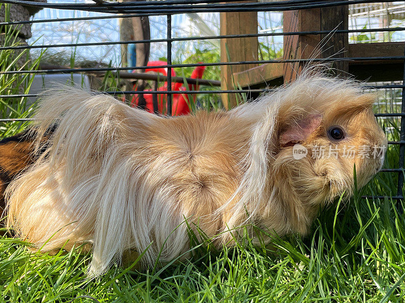 秘鲁豚鼠(Cavia porcellus)的特写图像，长毛，米黄色的豚鼠在铁丝网金属跑在草坪在阳光下